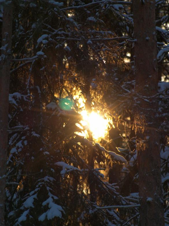 Free stock image of Frozen forest created by Marko Mäkinen