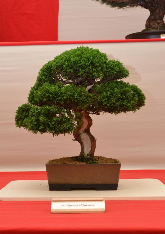 Free stock image of Chinese juniper bonsai created by Tomas Adomaitis