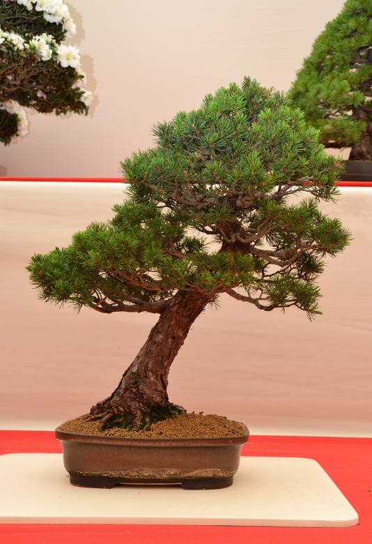 Free stock image of Japanese white pine 'Kokonoe' created by Tomas Adomaitis