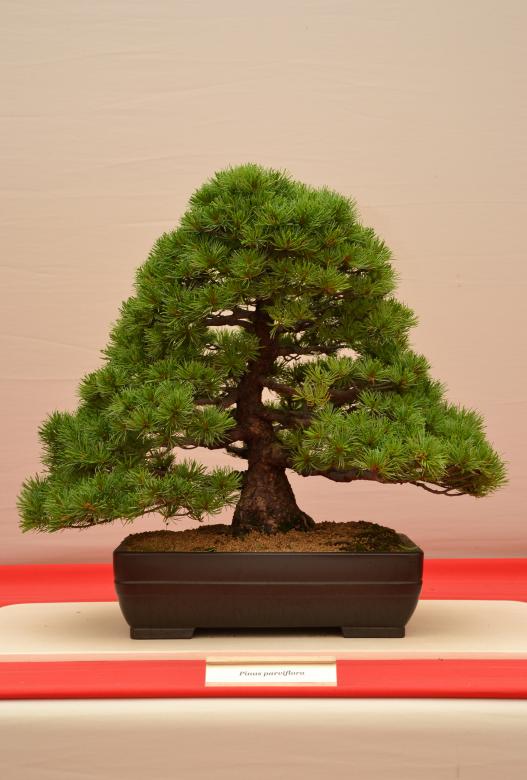 Free stock image of Japanese white pine created by Tomas Adomaitis