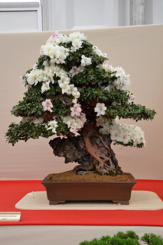 Free stock image of Rhododendron 'Kato' bonsai created by Tomas Adomaitis
