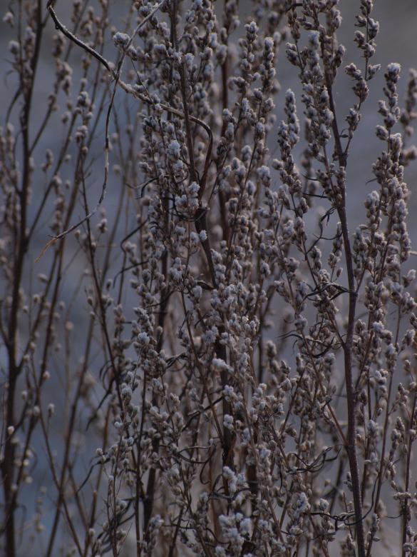 Free stock image of cold winter created by Marko Mäkinen