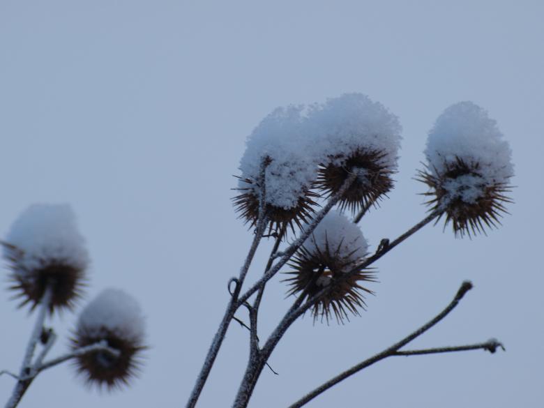 Free stock image of Cold winter created by Marko Mäkinen