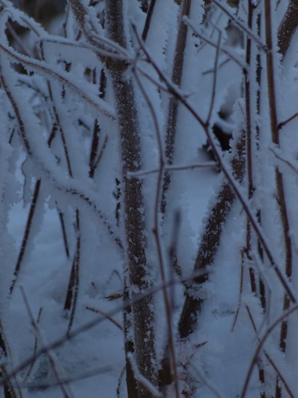 Free stock image of Cold winter created by Marko Mäkinen