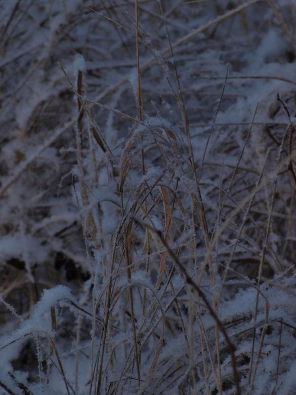 Free stock image of Cold winter created by Marko Mäkinen