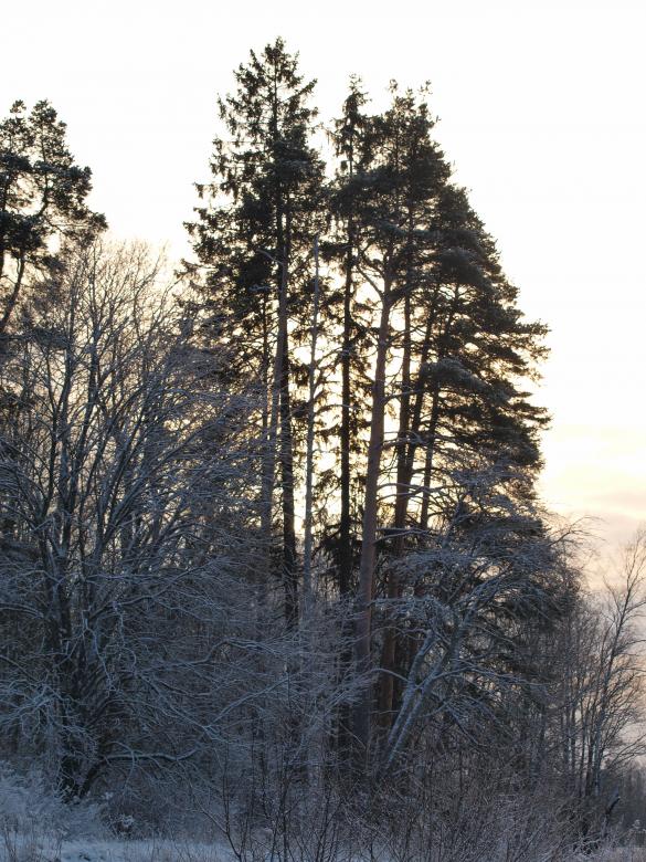 Free stock image of Cold winter created by Marko Mäkinen