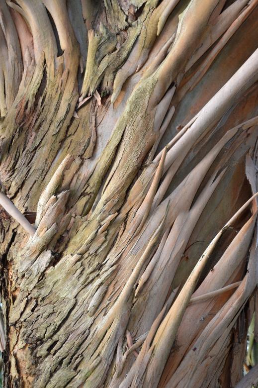Free stock image of Spinning Gum bark created by Tomas Adomaitis