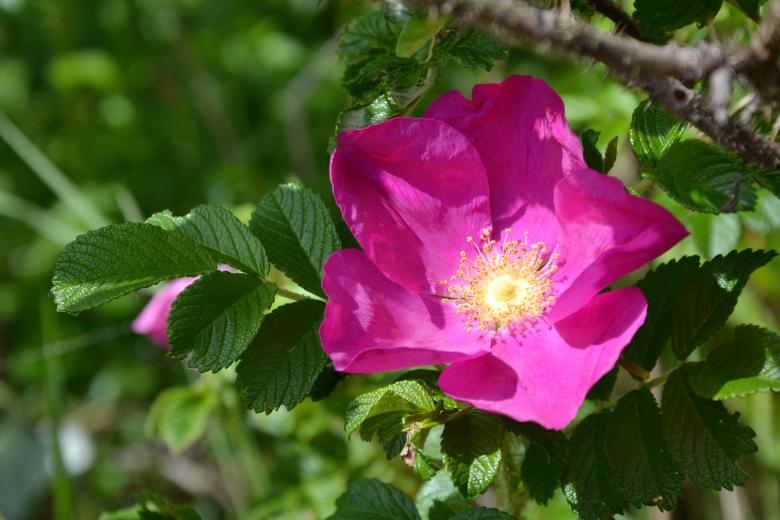 Free stock image of Rugosa rose created by Tomas Adomaitis