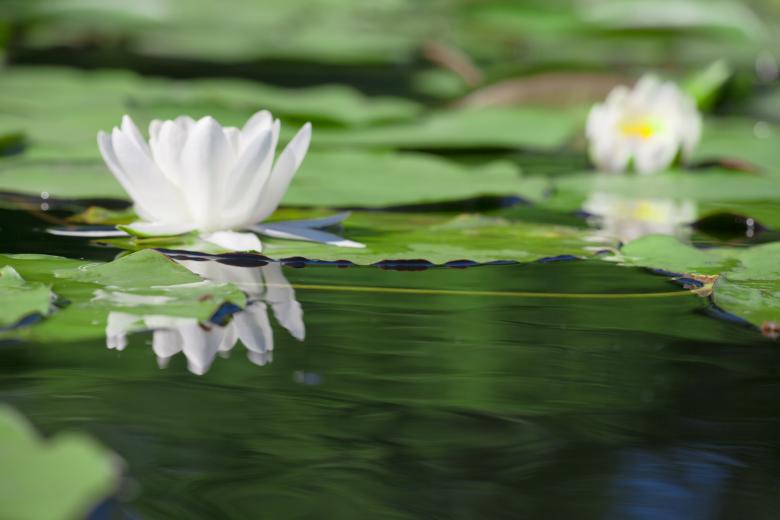 Free stock image of Water lilies created by 2happy