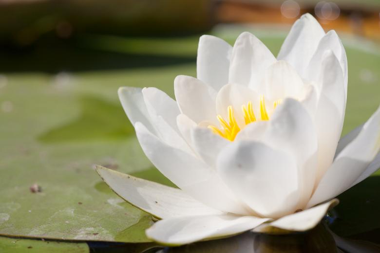 Free stock image of Lily Flower created by 2happy