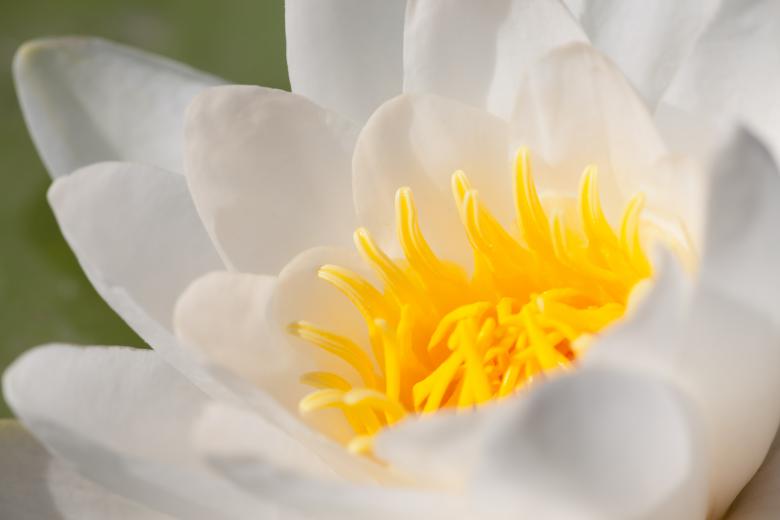 Free stock image of Lily Flower created by 2happy