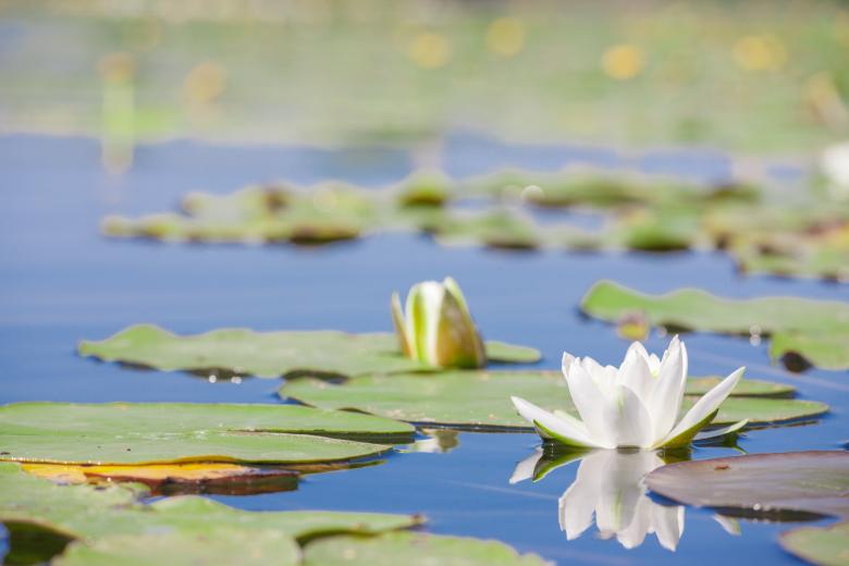 Free stock image of Water lily created by 2happy