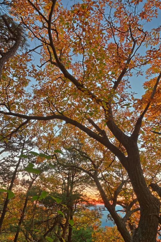 Free stock image of Fall Forest Sunset - HDR created by Nicolas Raymond