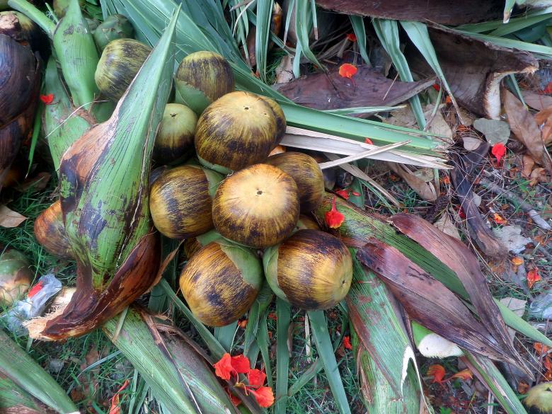 Free stock image of Fallen Tan fruit created by Chas Mac