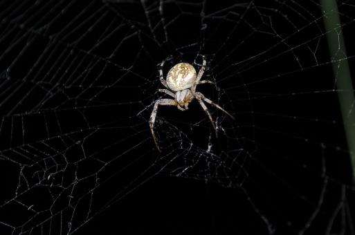 Spider