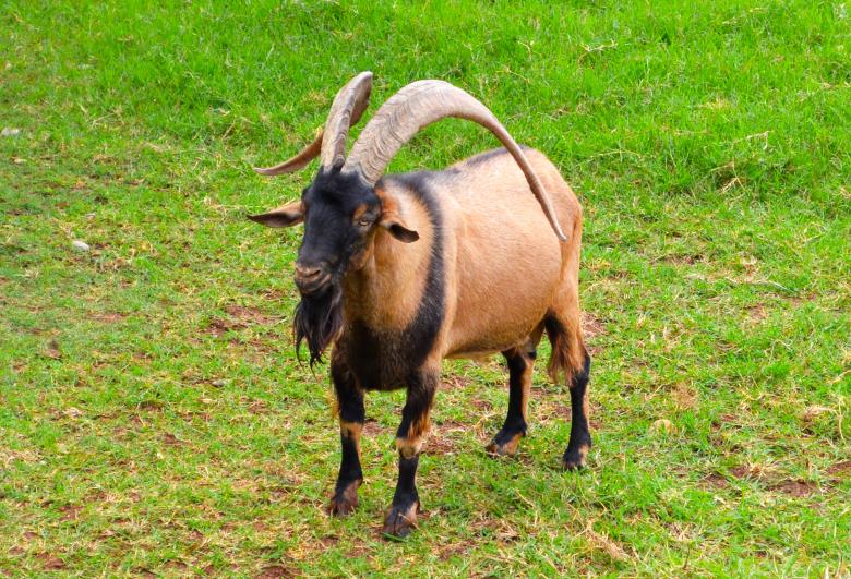Free stock image of Goat created by Mónica Patricia Núñez Chapa