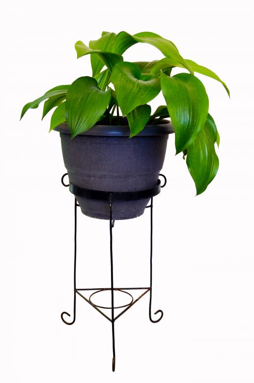 Free stock image of green leaves plant created by Mónica Patricia Núñez Chapa