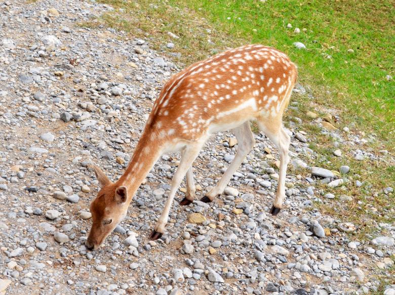 Free stock image of Deer created by Mónica Patricia Núñez Chapa
