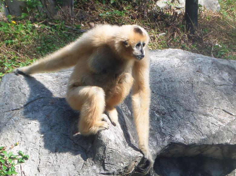 Free stock image of White-cheeked gibbon created by Chas Mac