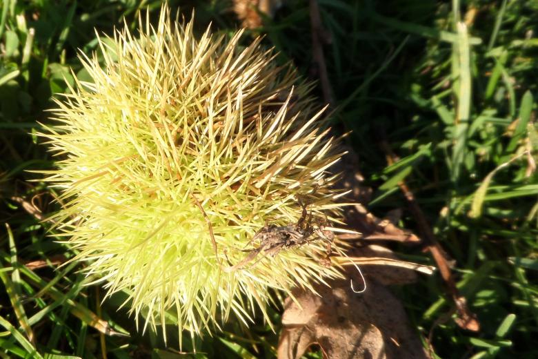 Free stock image of Sweet chestnut created by Chas Mac
