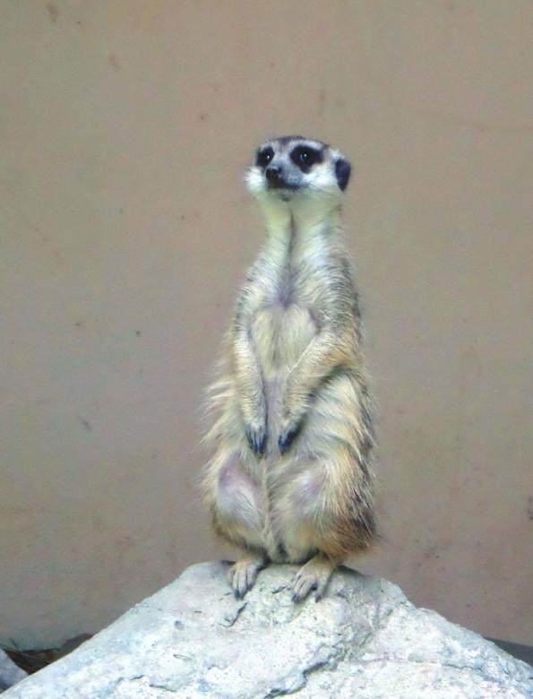 Free stock image of Meerkat created by Chas Mac