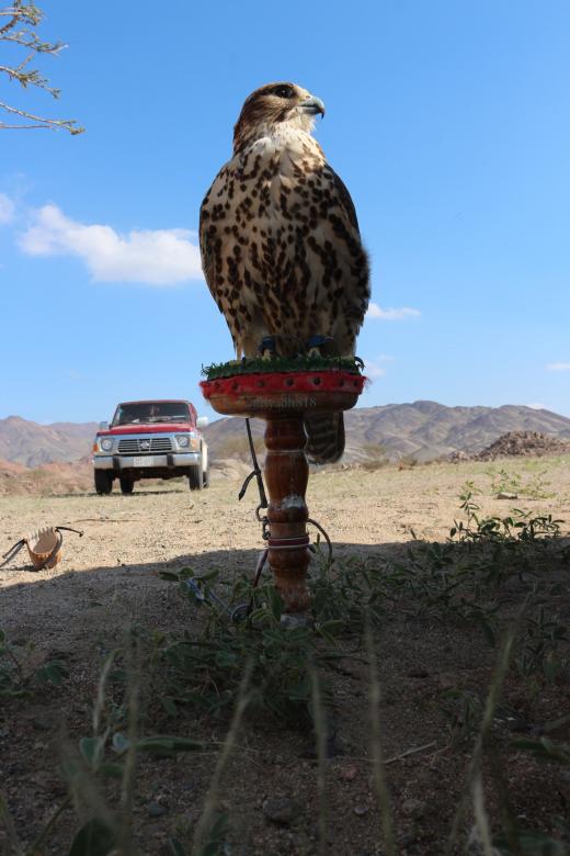 Free stock image of Wild Eagle created by Riyadh almohammdi
