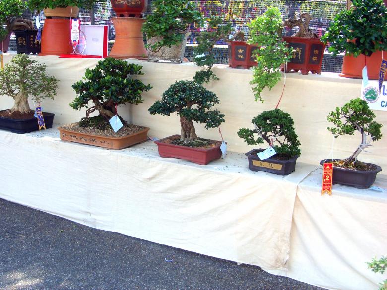 Free stock image of Bonsai display created by Chas Mac