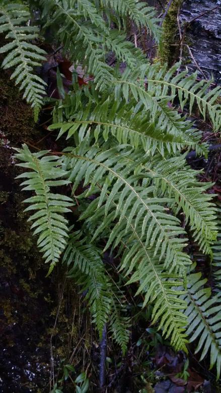 Free stock image of Wild Plant created by DEMI LEE