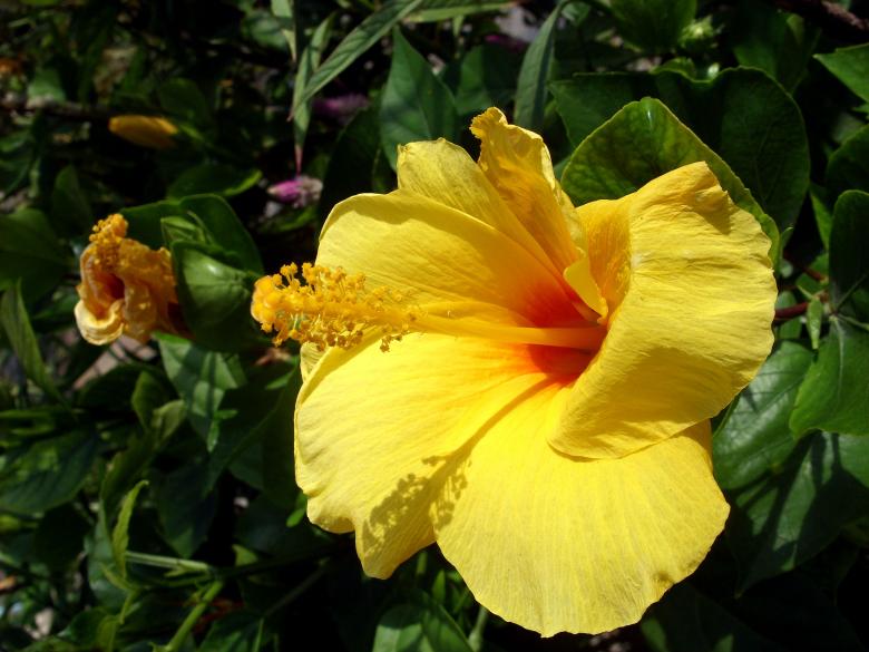 Free stock image of Yellow Thai wildflower created by Chas Mac