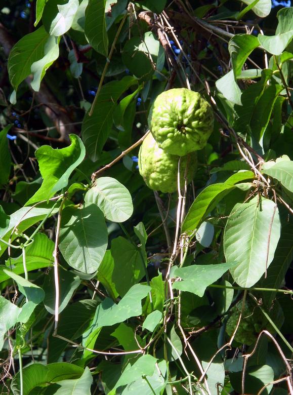 Free stock image of Guava created by Chas Mac