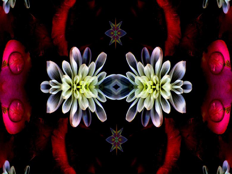 Free stock image of Dark Petals created by Chas Mac