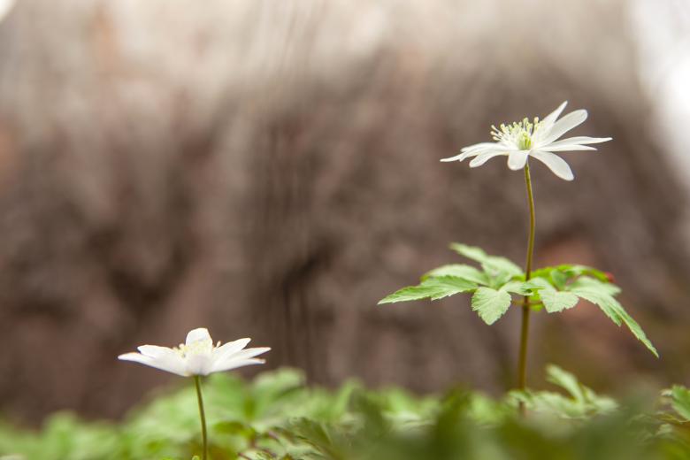 Free stock image of forest flowers created by 2happy