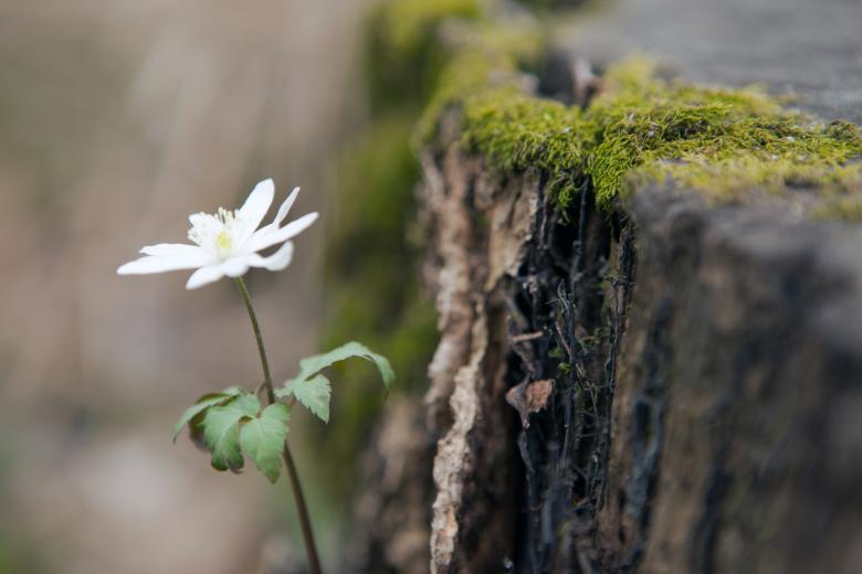 Free stock image of forest flower created by 2happy