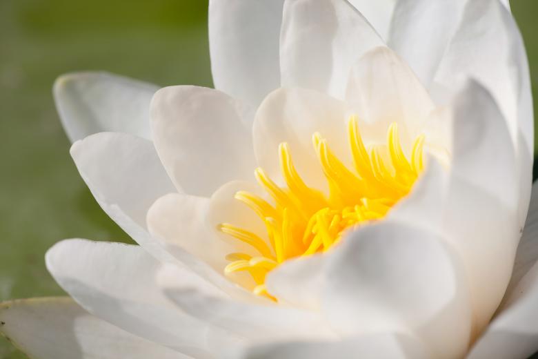 Free stock image of White Lily created by 2happy