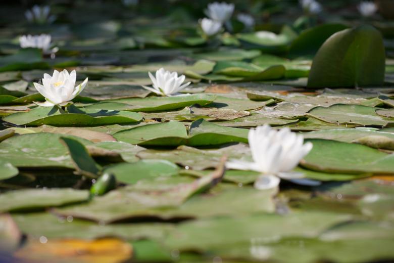 Free stock image of Water Lilies created by 2happy