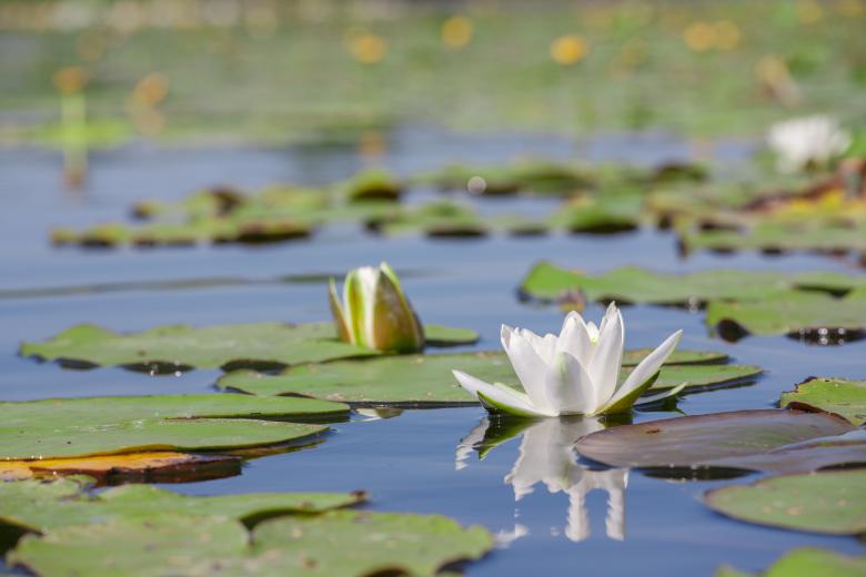 Free stock image of Water Lily created by 2happy