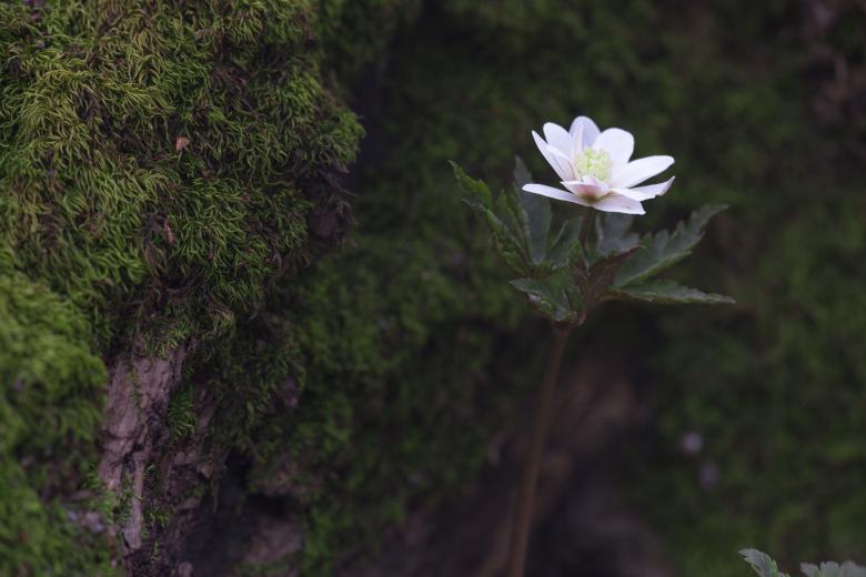 Free stock image of White flower created by 2happy