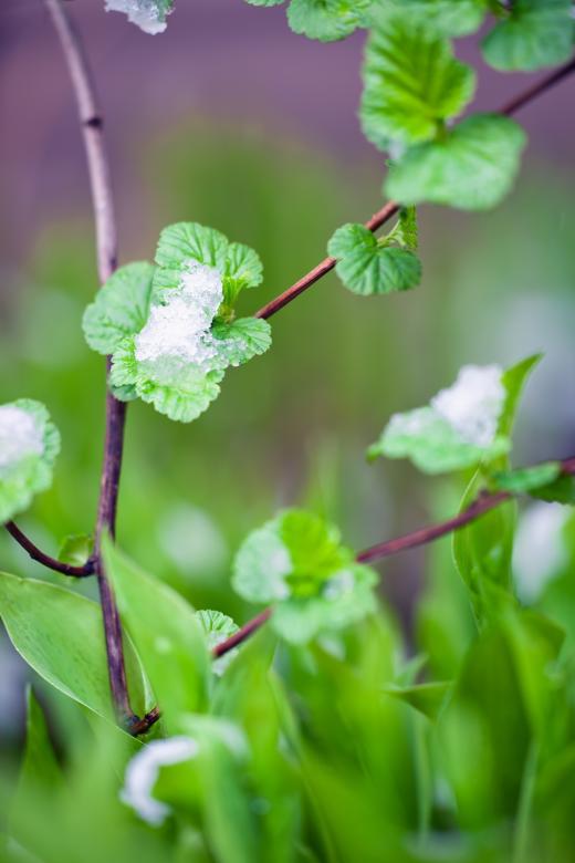 Free stock image of snow on leaves created by 2happy