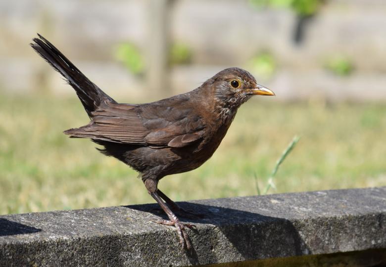 Free stock image of Female Blackbird created by Chas Mac