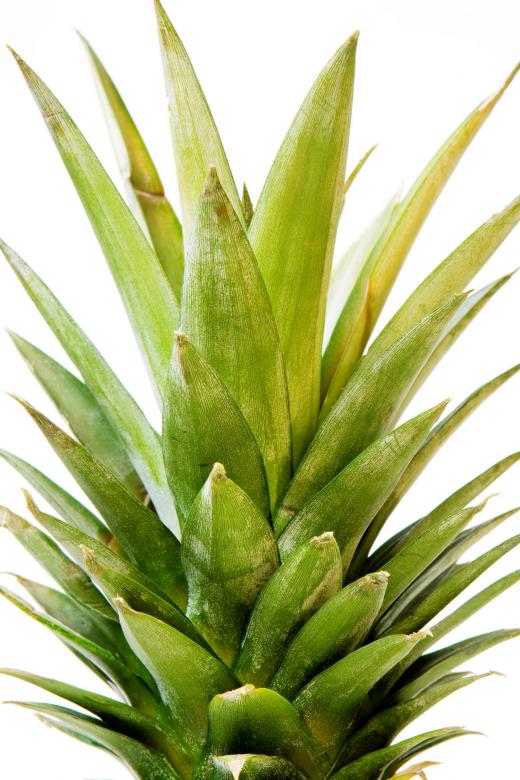 Free stock image of Plant  created by 2happy