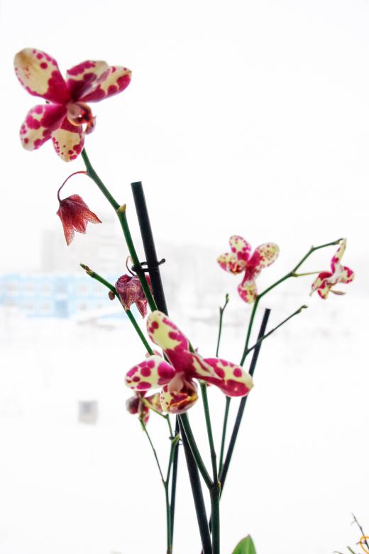 Free stock image of Flowers created by 2happy