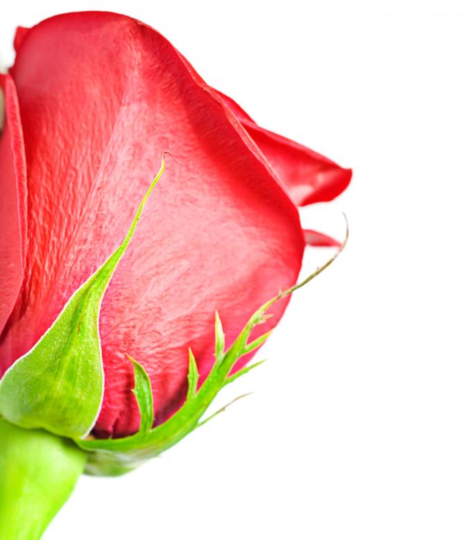 Free stock image of Red rose created by 2happy