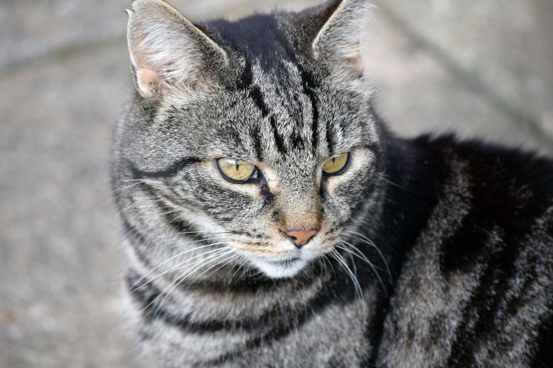 Free stock image of Tabby cat created by Chas Mac