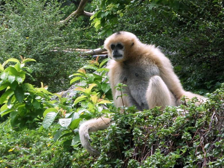 Free stock image of White-handed Gibbon created by Chas Mac