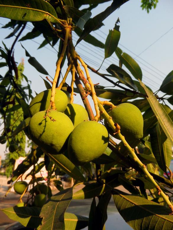 Free stock image of Mangoes created by Chas Mac