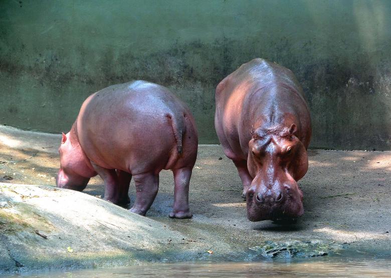 Free stock image of Hippos created by Chas Mac
