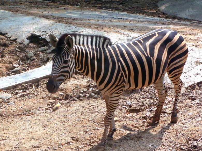 Free stock image of Zebra created by Chas Mac
