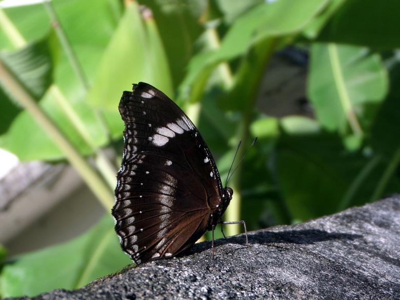 Free stock image of Butterfly created by Chas Mac