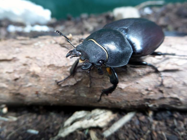Free stock image of Stag Beetle created by Chas Mac