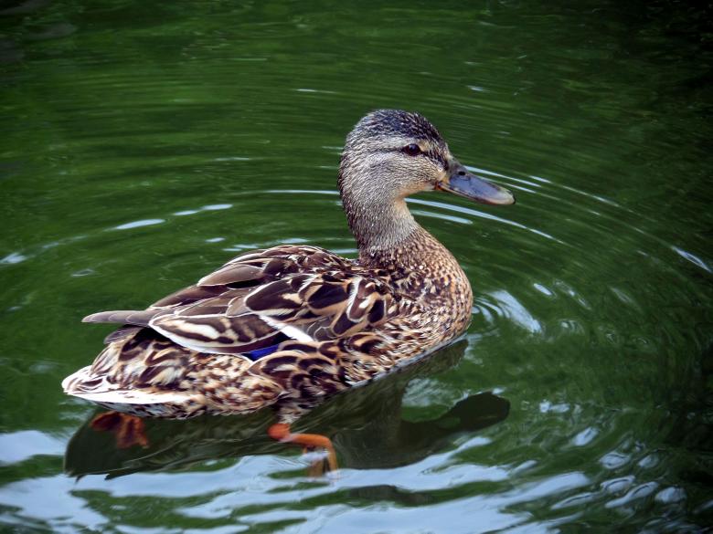 Free stock image of Duck created by Chas Mac